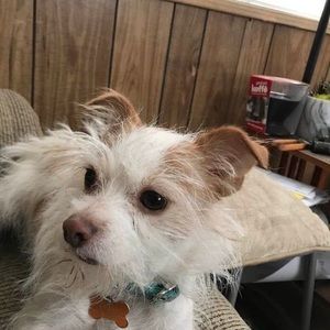 Meet your Posher, Rosalie